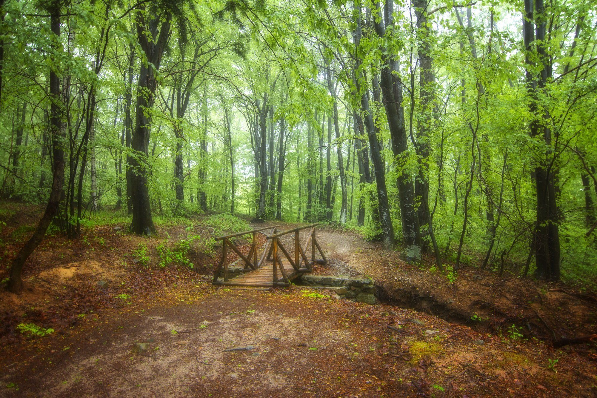 landscape, Teodora Ivanova