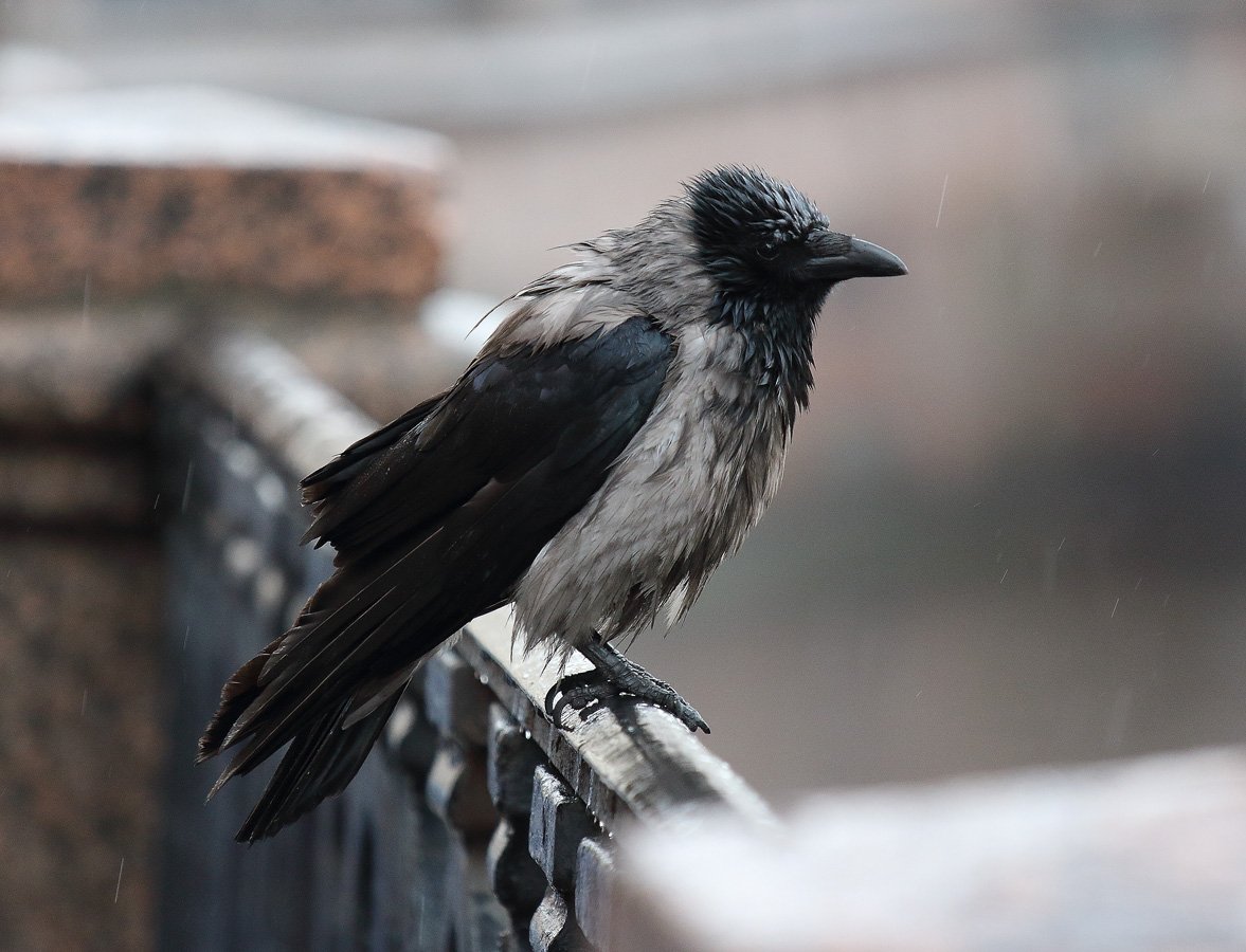 ворона фотоохота дождь птица, Николай Бобов