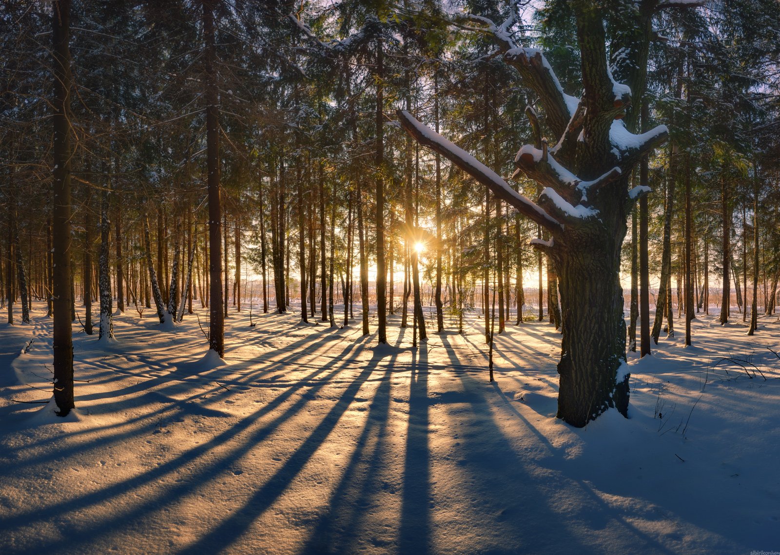 пейзаж зима лес свет цвет снег дерево , Морозов Юрий