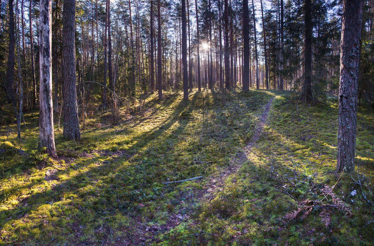 forest, trees, pines, sun, rays, green, moos, лес, деревья, сосны, полесье, Голубев Дмитрий