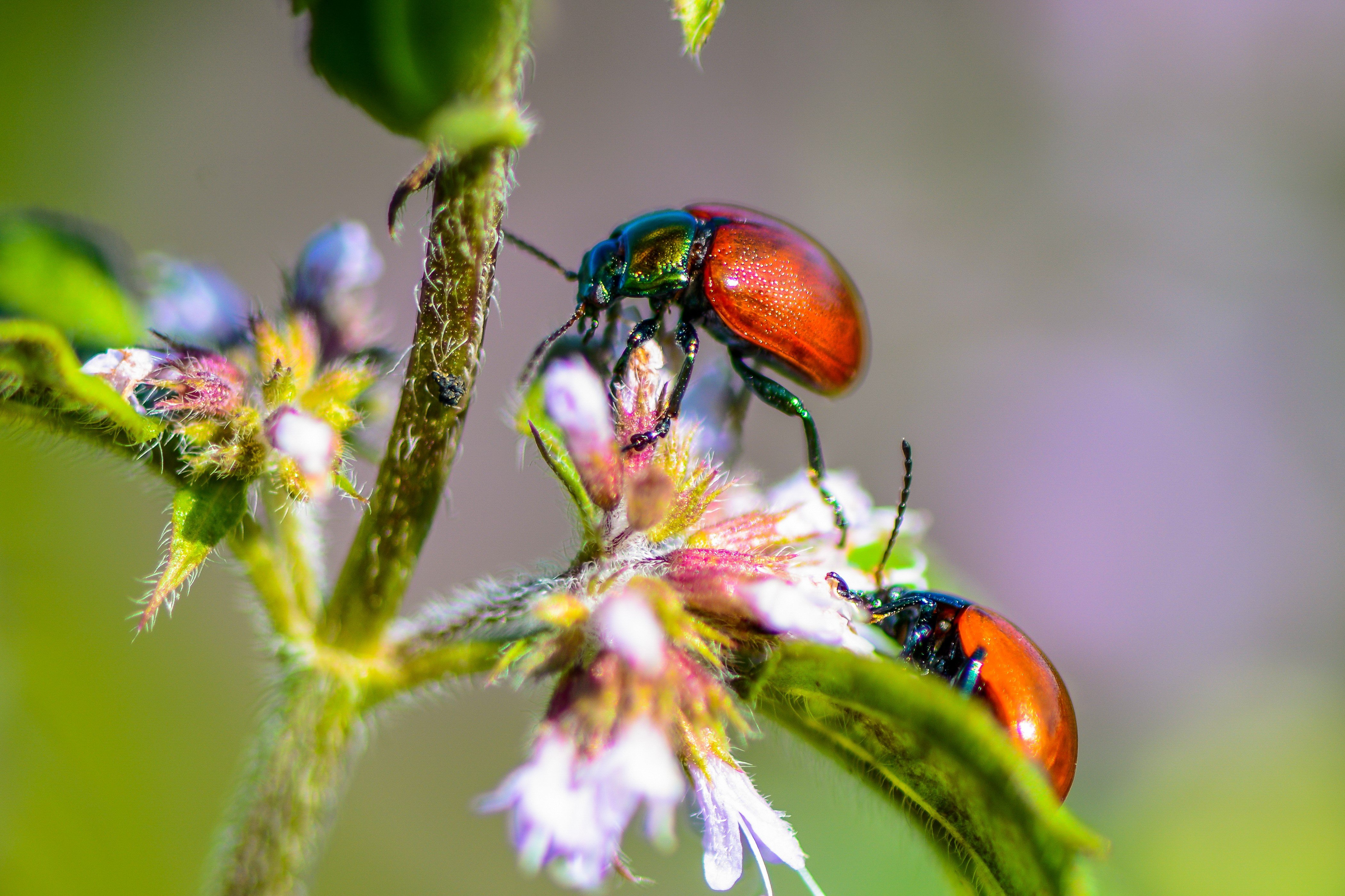 ladybugs, insects, macro, nature, colorful, flowers, Marius Surleac
