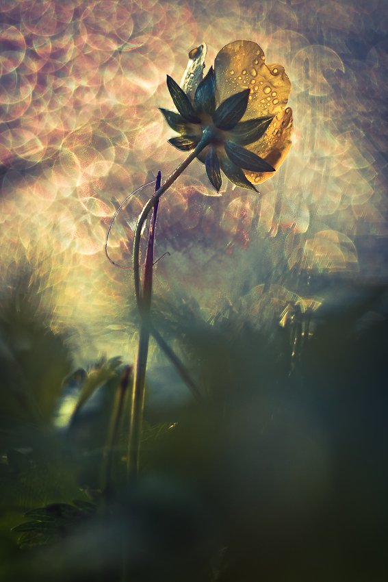 flower, drops, Gabriel Prescornita