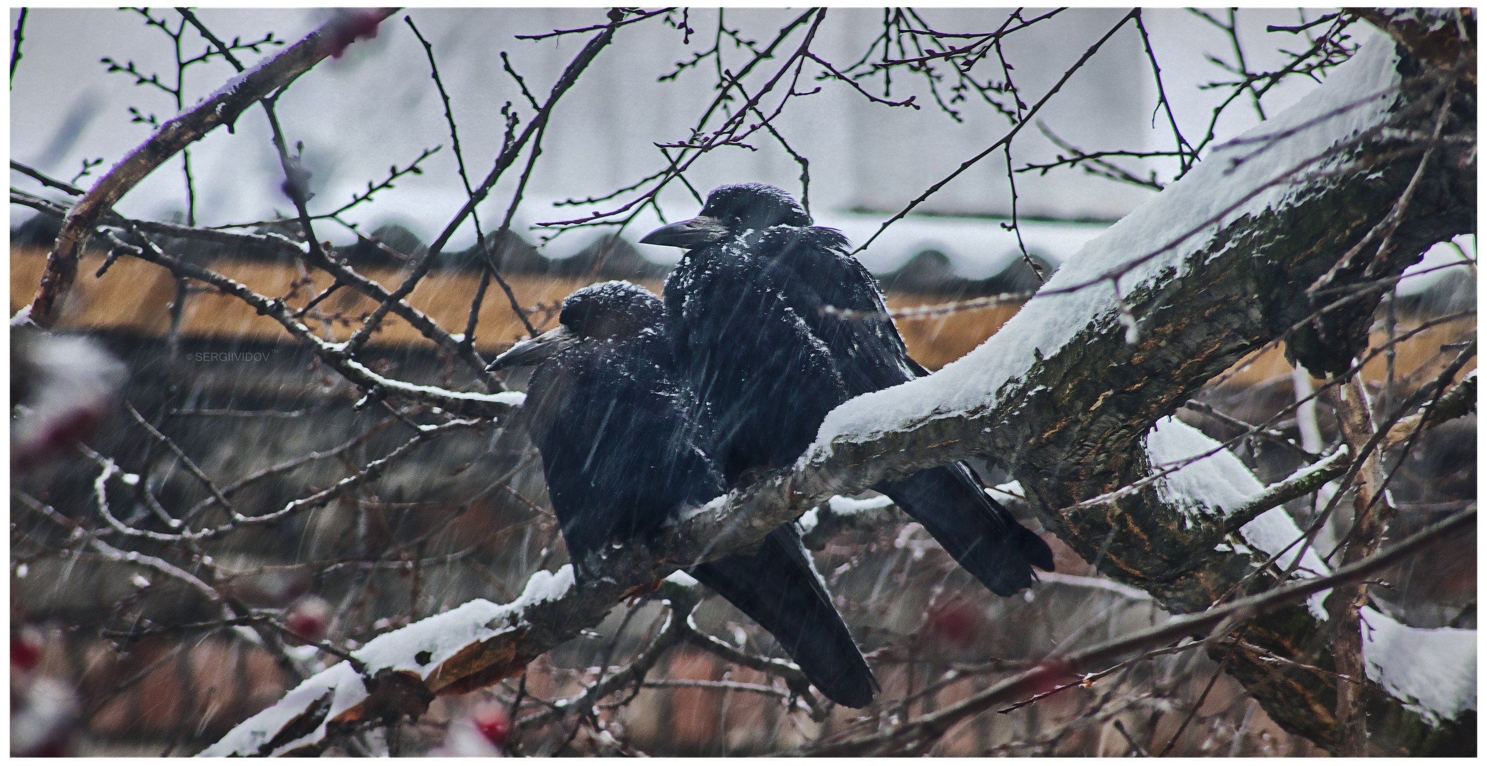 ворона, зима, природа, метель, Sergii Vidov
