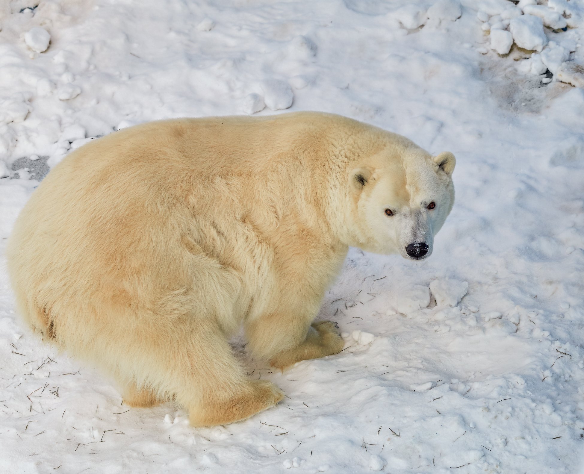 полярный медведь, Олег Богданов