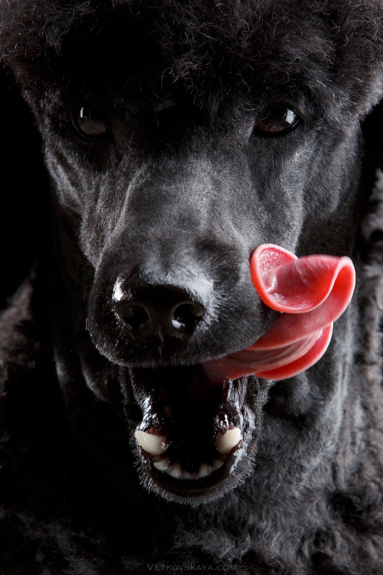 poodle, пудель, собака, черное на черном, портрет, Анастасия Ветковская