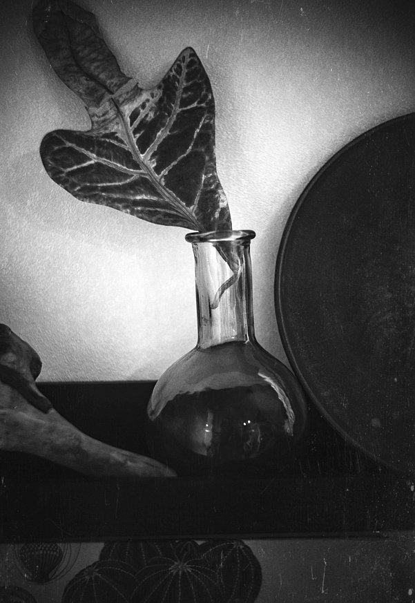 лист, ваза, стекло, полка, тарелка, отражение, монохром, Игорь Токарев