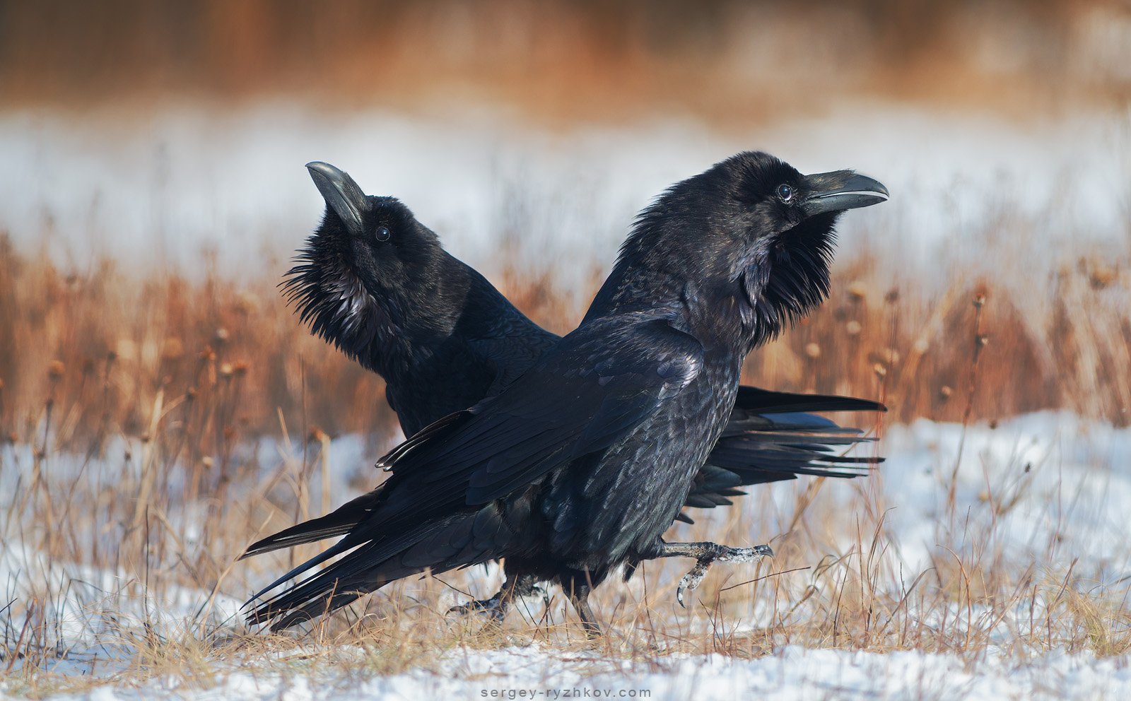 ворон, птицы, животные, природа, raven, bird, wildlife, Сергей Рыжков