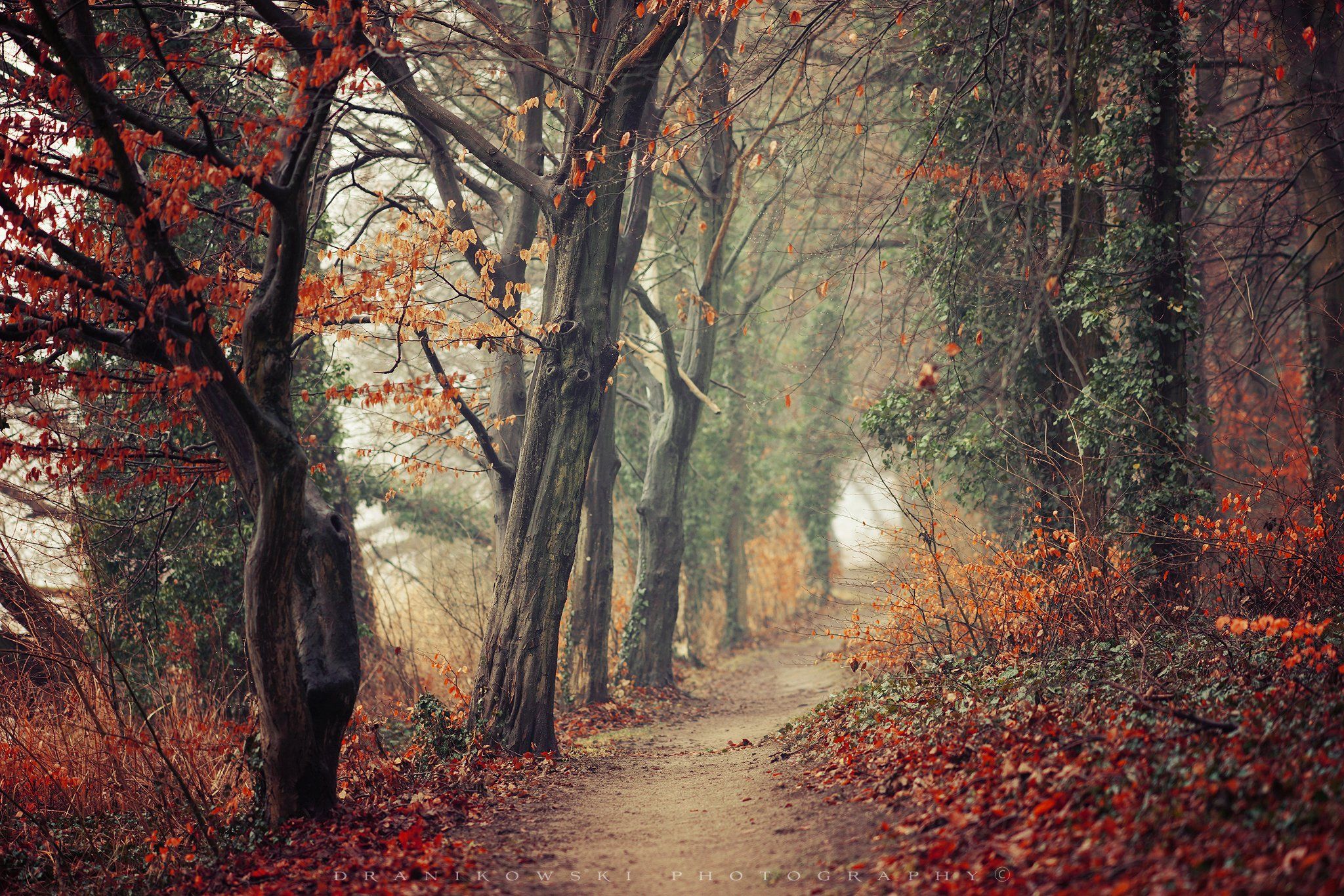 осенний поход autumn path road tree trees poland magic mist foggy leafs fall forest garden, Radoslaw Dranikowski