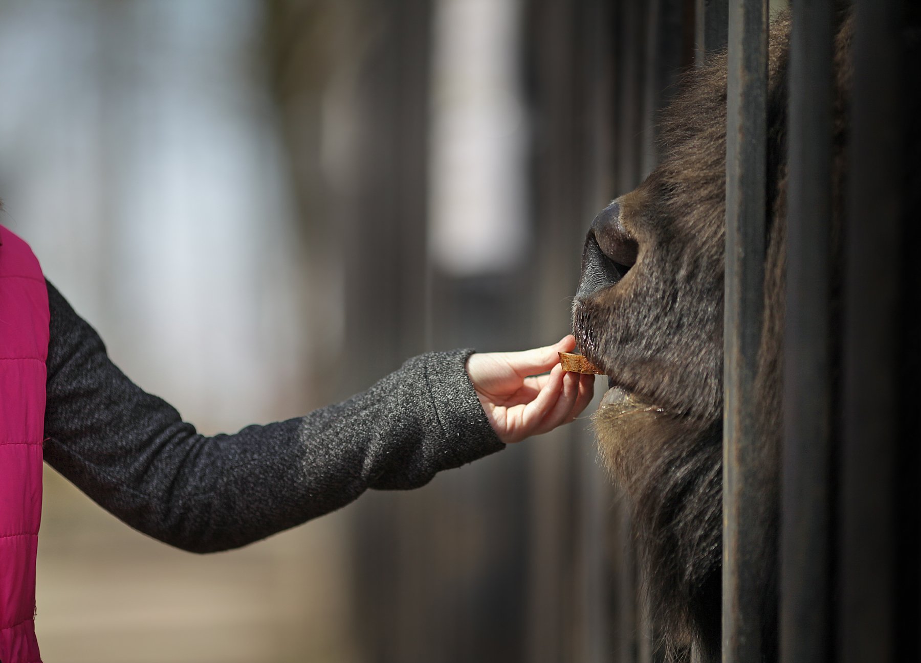зубр девочка ребенок кормление зоопарк рука животное витебск беларусь помолейко pomoleyko, Павел Помолейко
