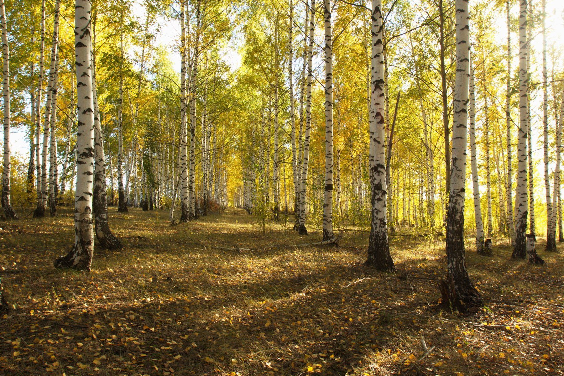 пейзаж осень лес, Каранов Николай