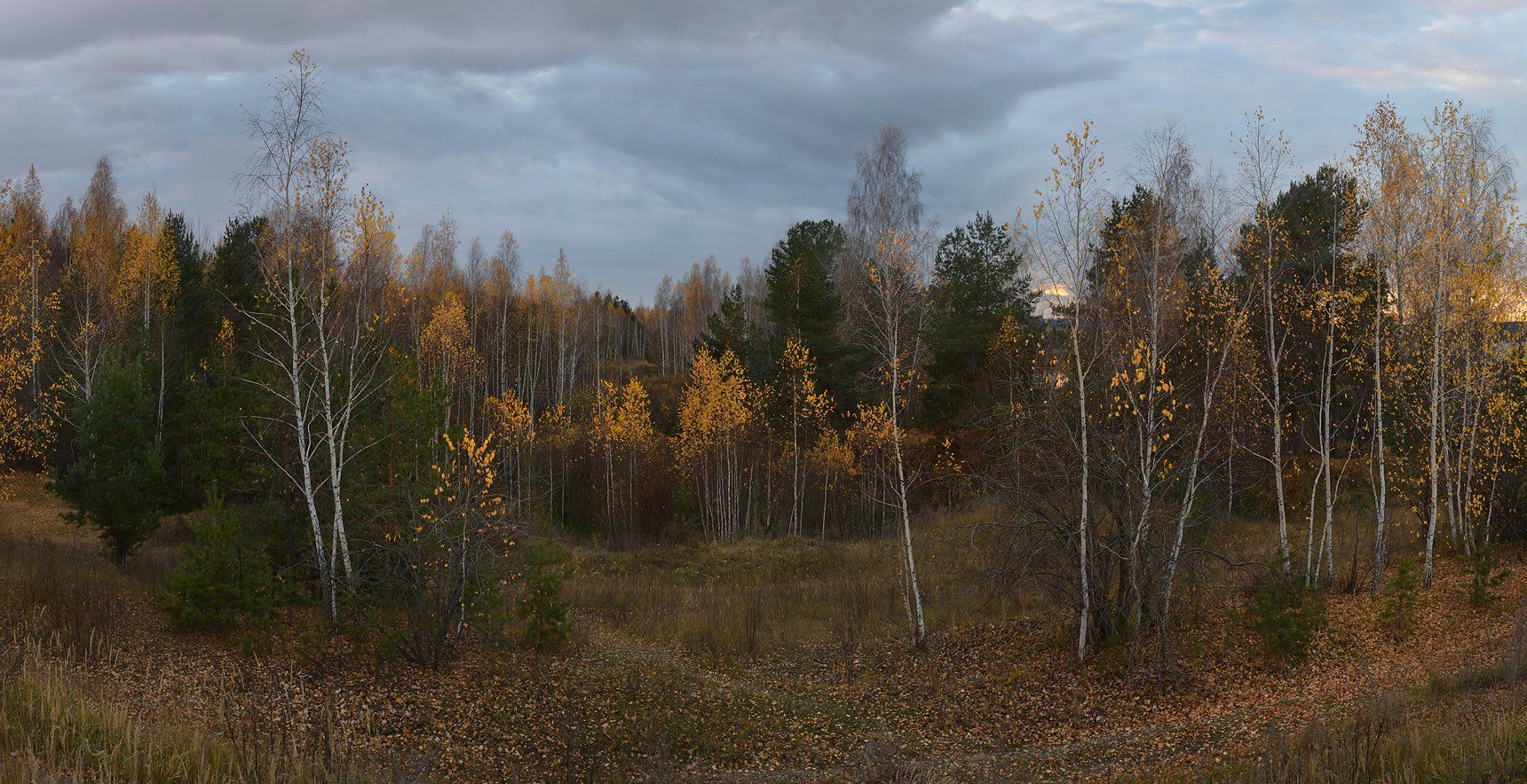 желтые листья, октябрь, на закате, лес, небо, тучи, пасмурный вечер, Irina Shapronova