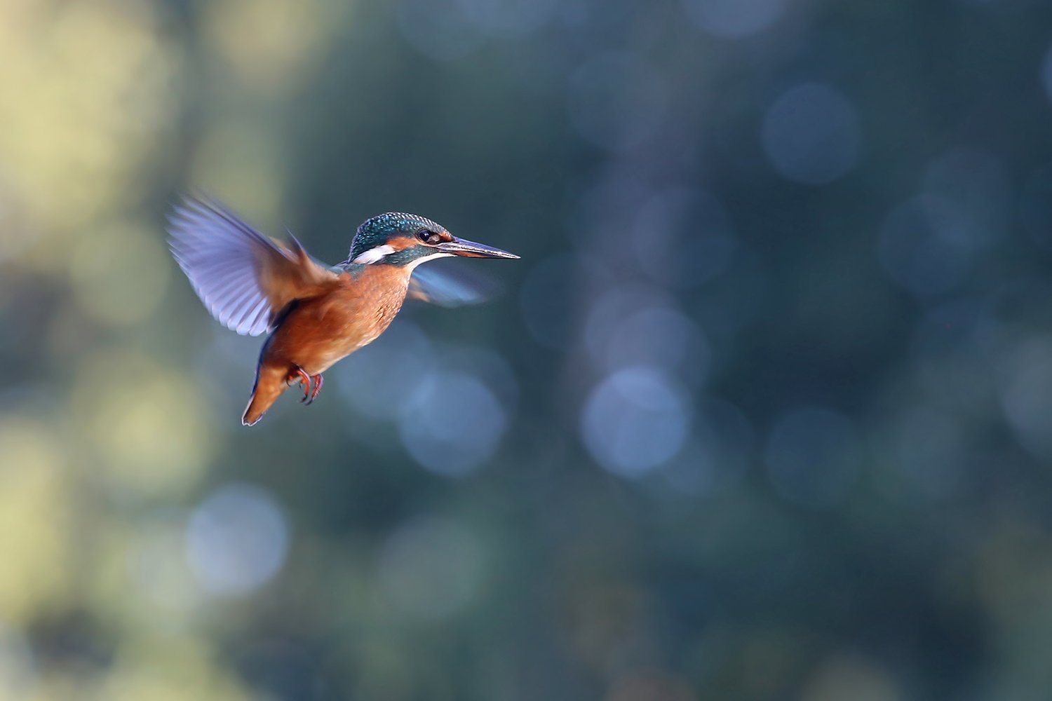 голубой зимородок, обыкновенный, common kingfisher, alcedo atthis, zivju dzenītis, riga, latvia,, Виктор Иванов