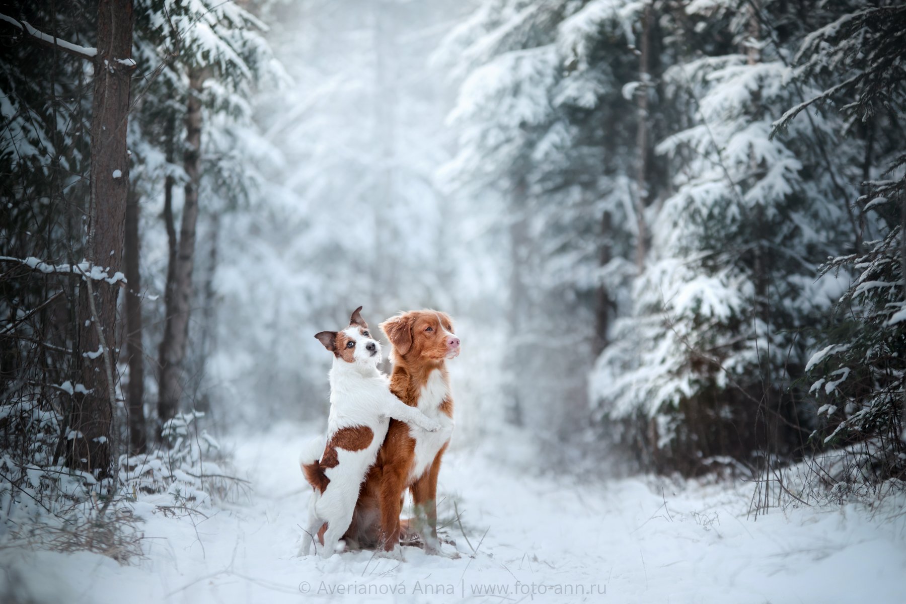 собаки, природа, зима, Анна Аверьянова
