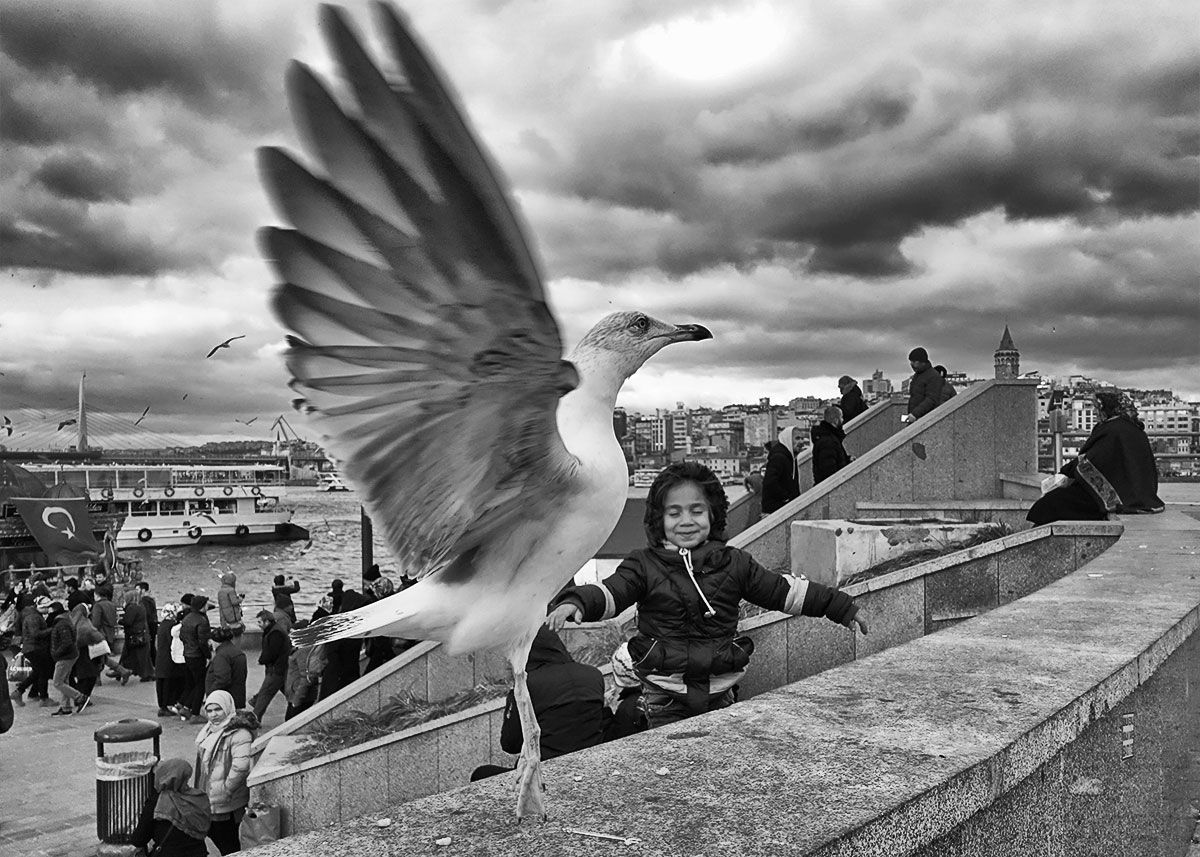 street, black and white, istanbul,seagull, mustafa yagci