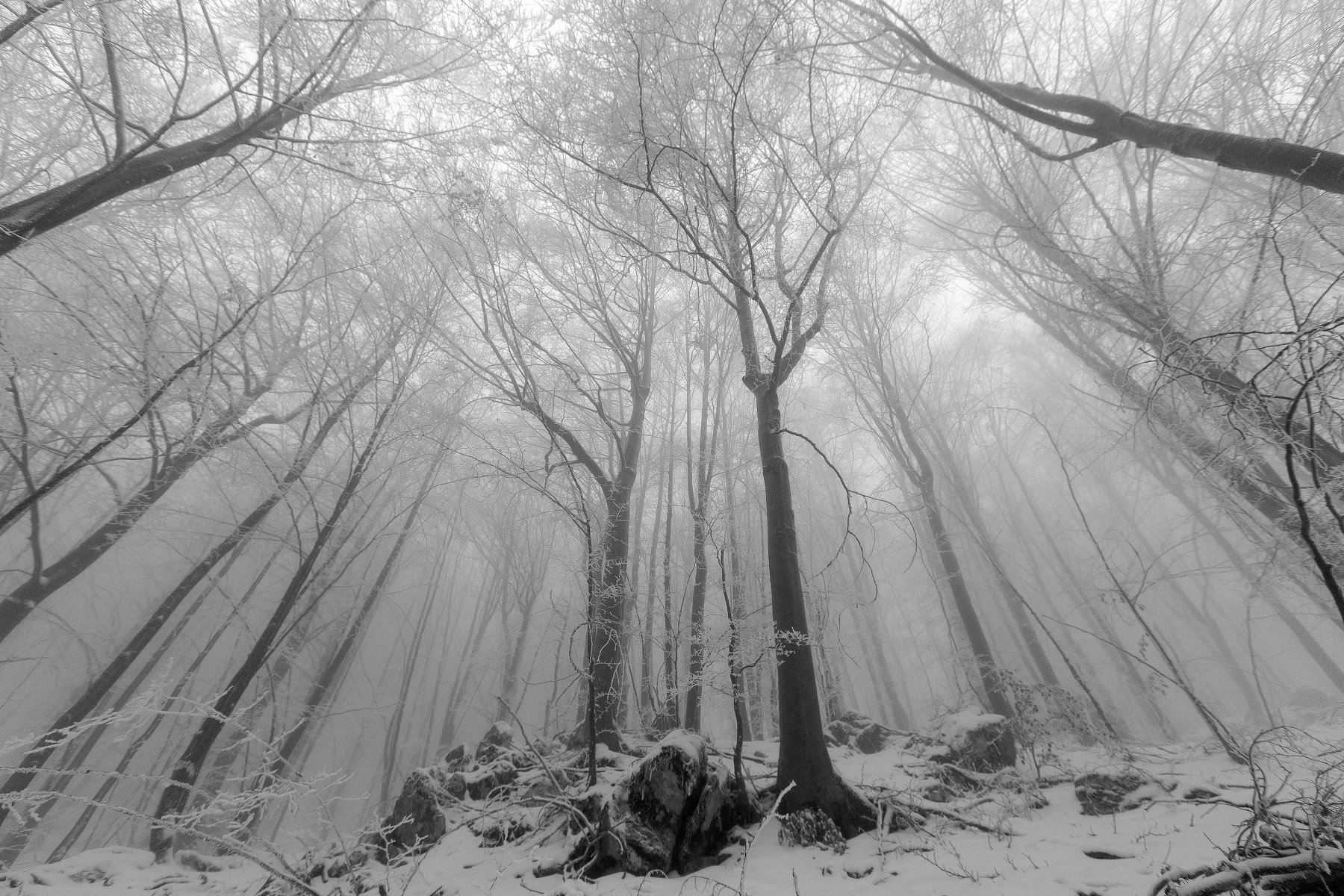forest,winter,trees,snow,mist,fog,, Marius Turc