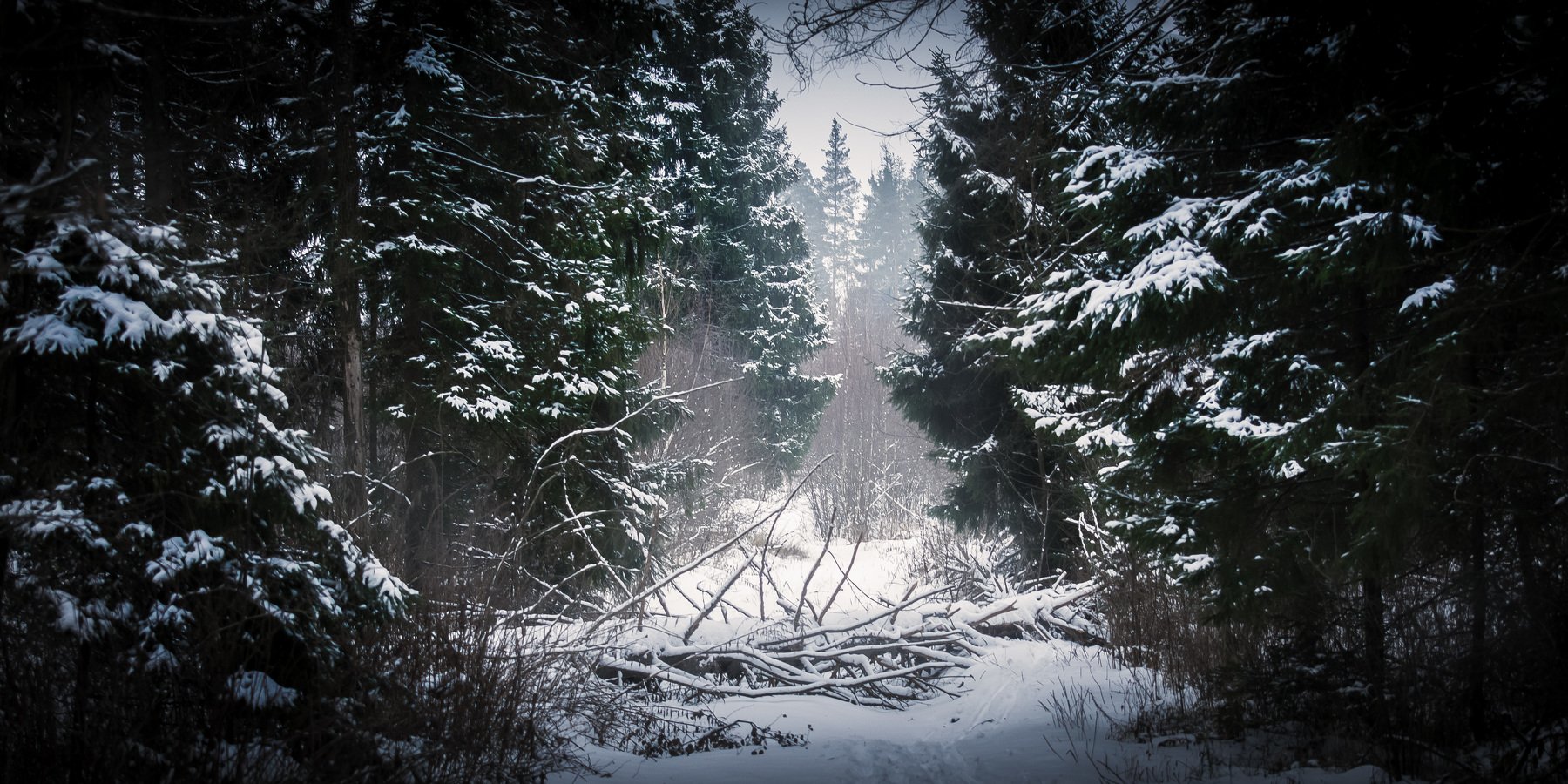 лес, зима, снег. природа, пейзаж, деревья, Василий Шумкин