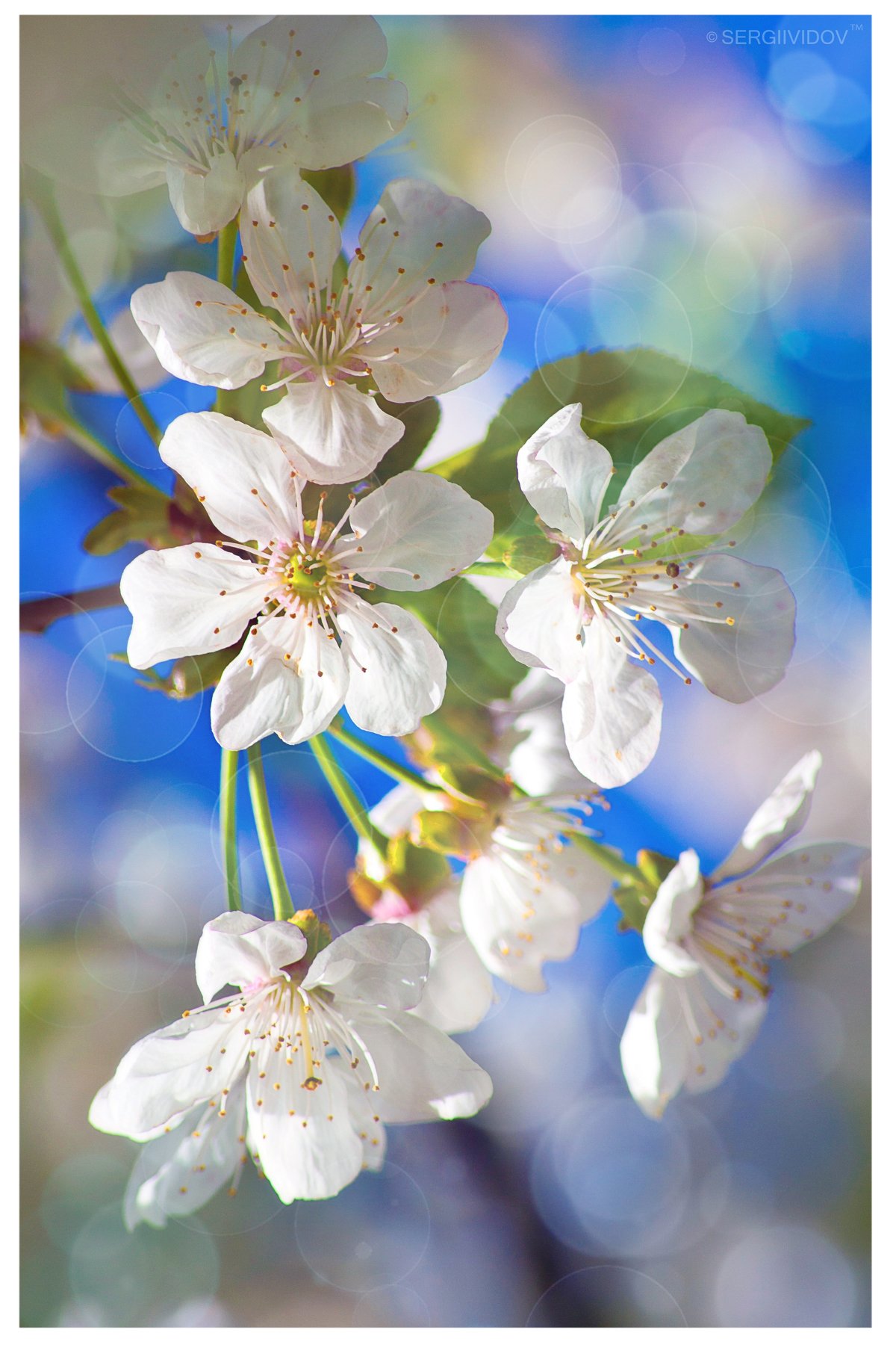 весна, яблоня, лепестки, Sergii Vidov