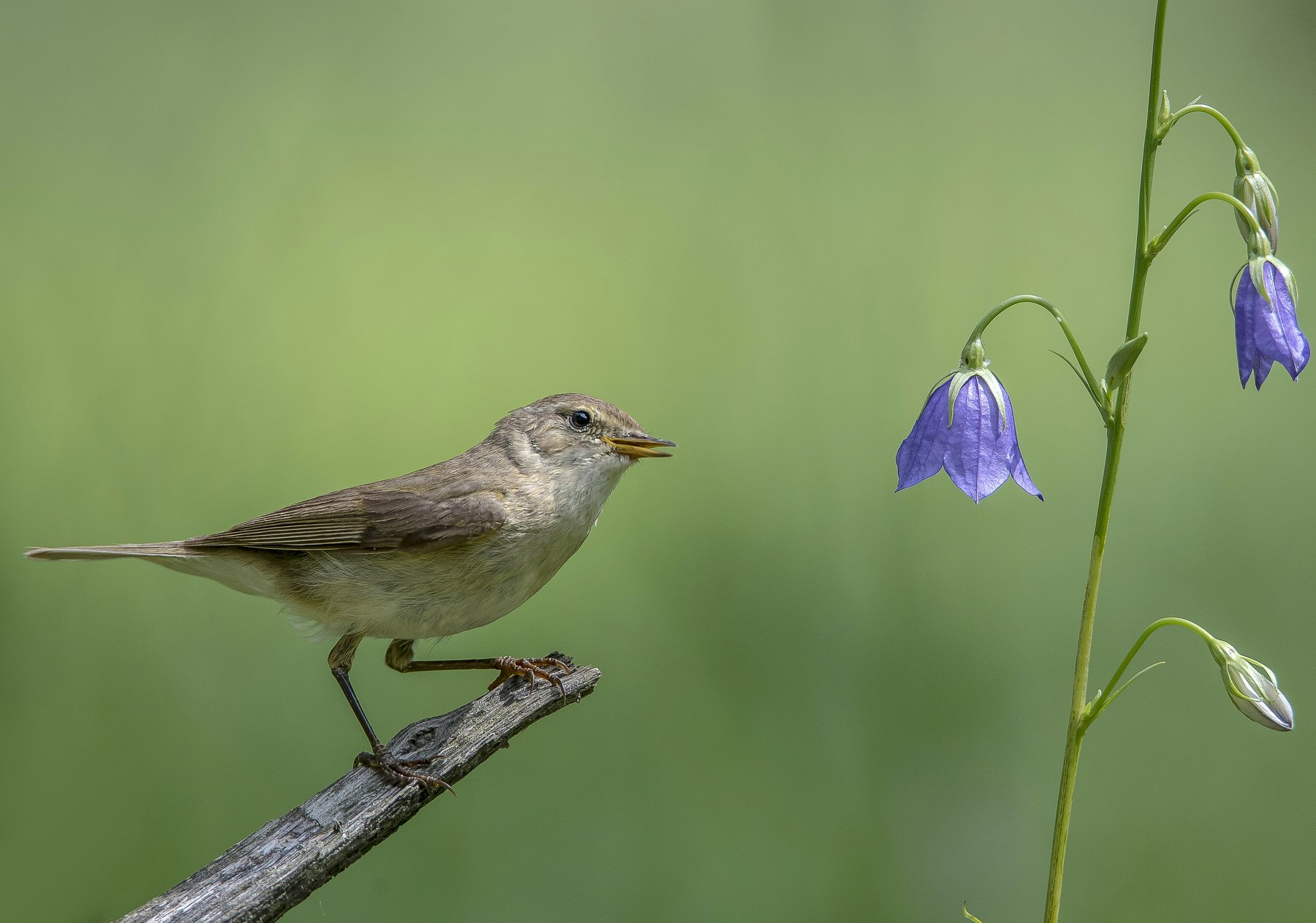 птицы,природа,лето, Андрей Киселёв