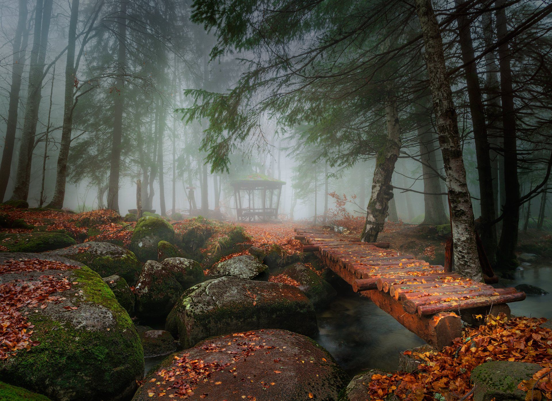 landscape nature autumn foggy scenery forest wood mountain vitosha bulgaria, Александър Александров
