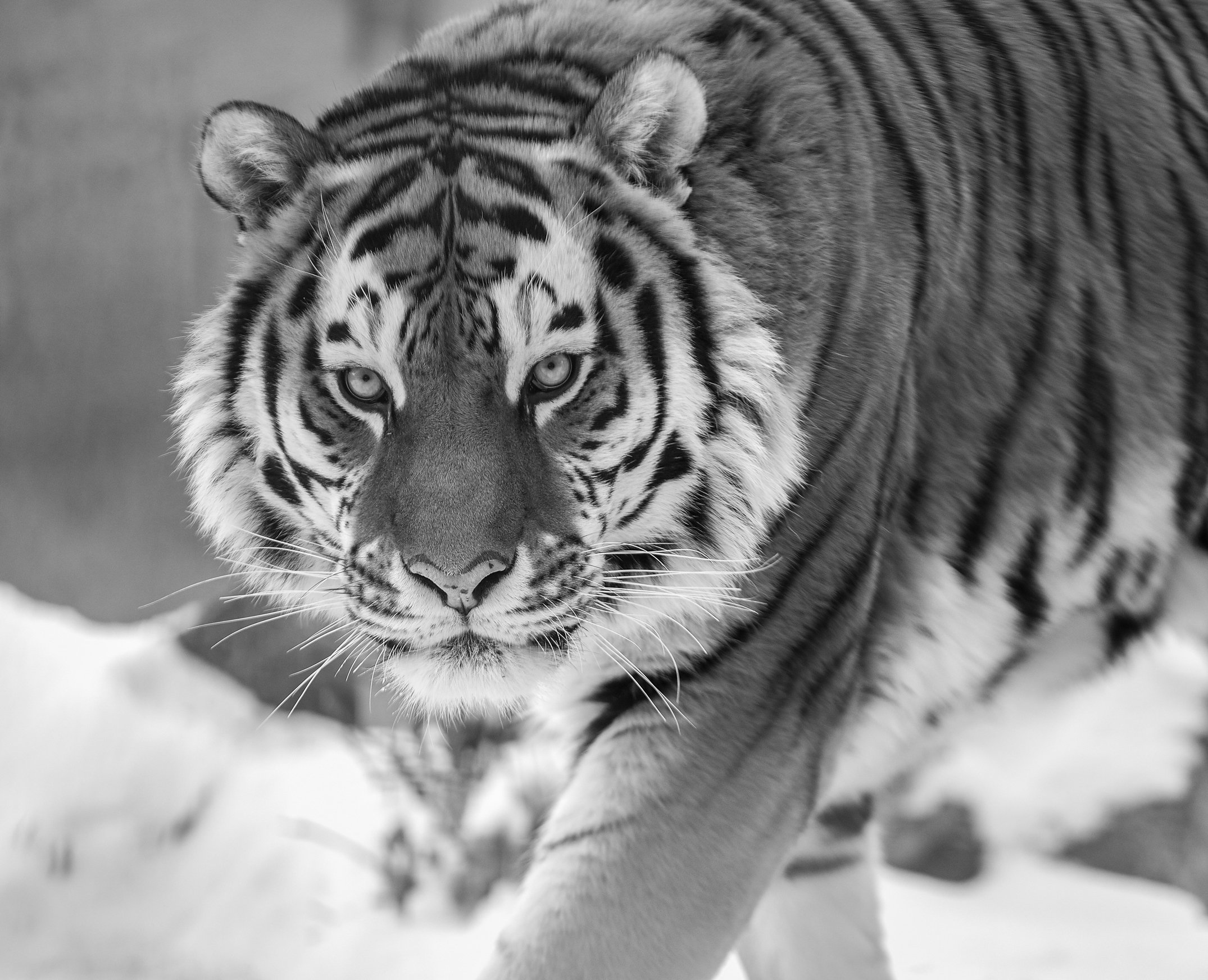 тигр, животные, кошки, дикие кошки, Олег Богданов
