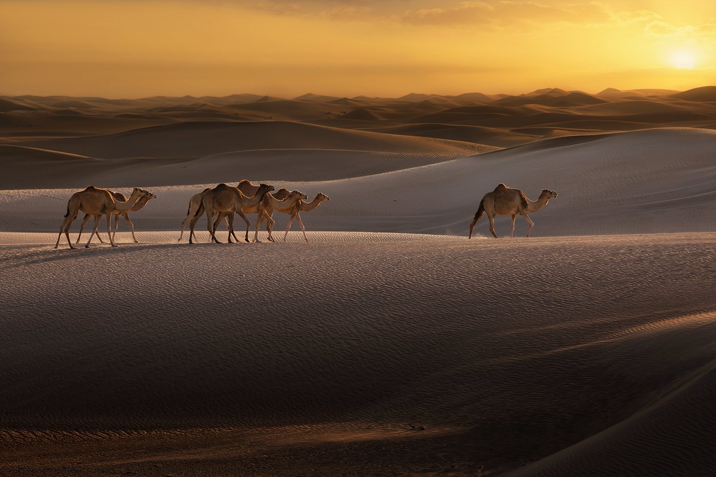 пустыня, верблюд, караван, пески, песок, бархан, ветер, закат, арабские эмираты, ALLA SOKOLOVA