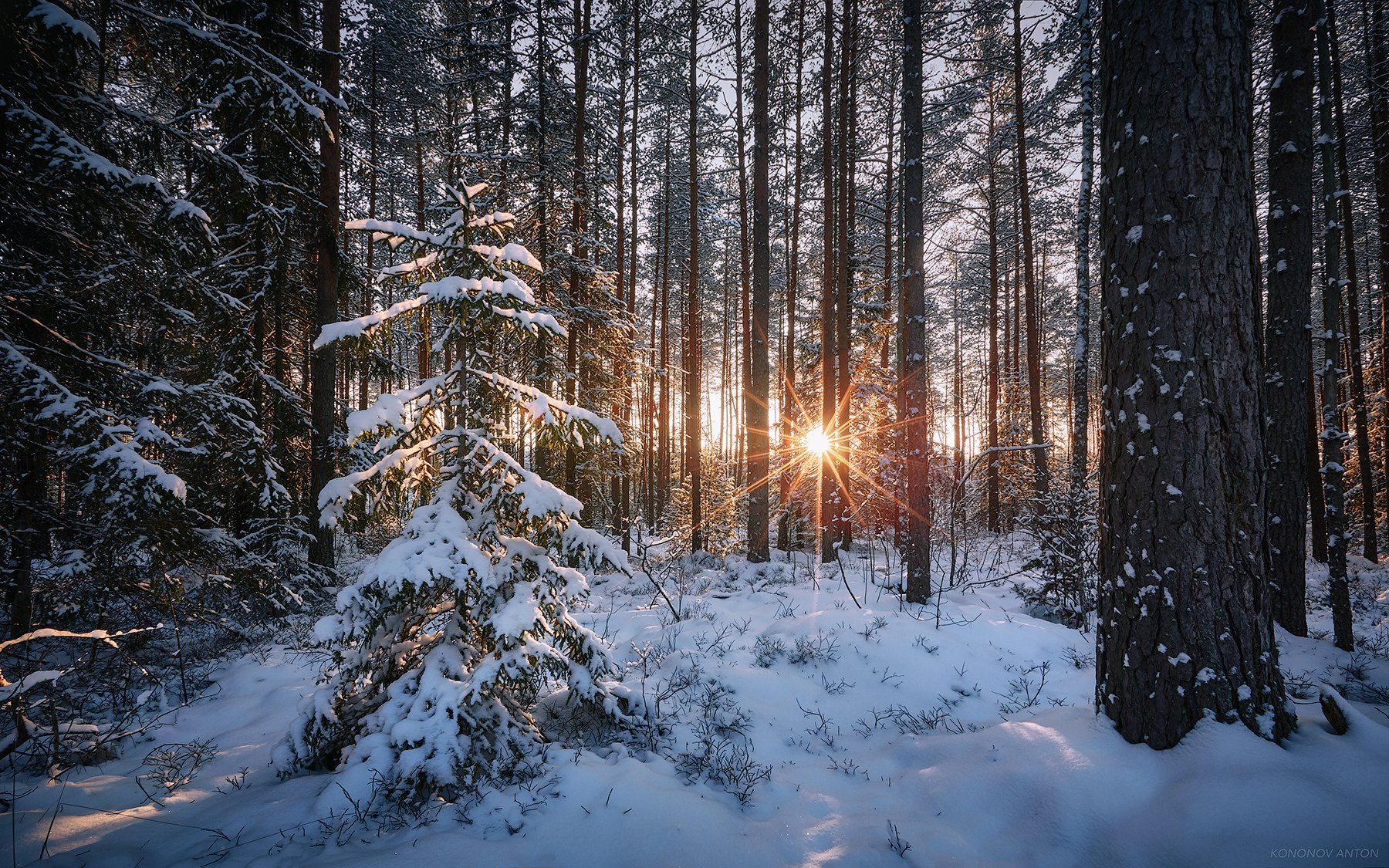 Зима, лес, сосны, солнце, закат, Антон Кононов