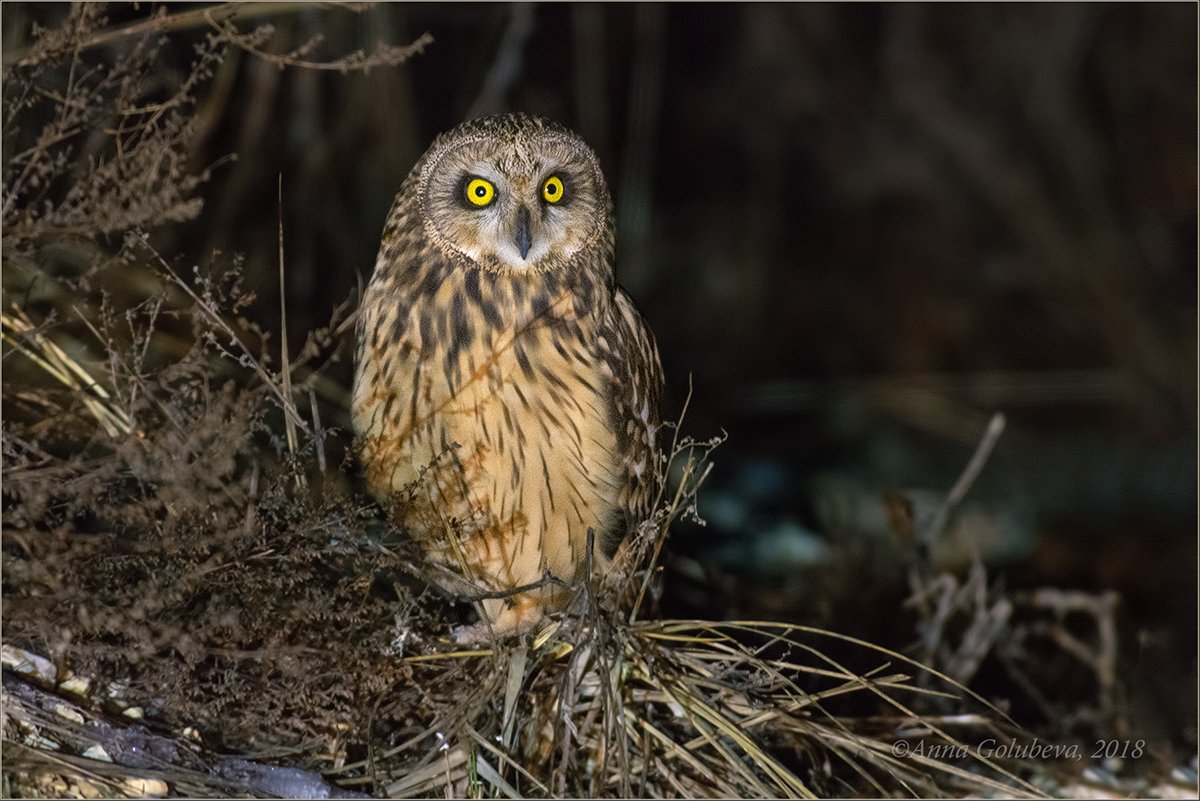 птицы, природа, asio flammeus, short-eared owl, сова болотная, зима, январь, 2018, россия, волгоградская область, Анна Голубева