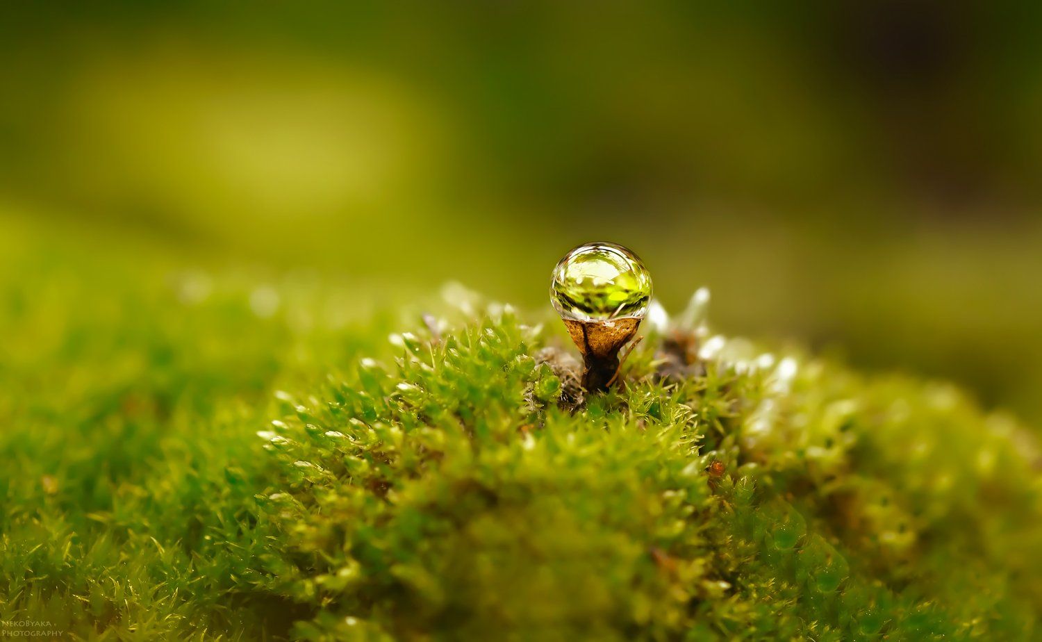 макро, природа, мох, капли, macro, plants, nature, drops, moss, Тараненко Анжелика