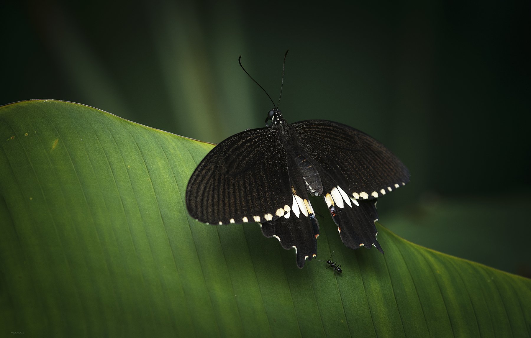 природа, бабочки, макро, индонезия, Дмитрий Посевич