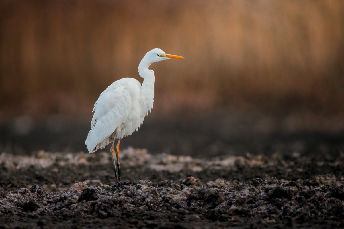 Ardea alba, bird, wildlife, Great egret, Wojciech Grzanka