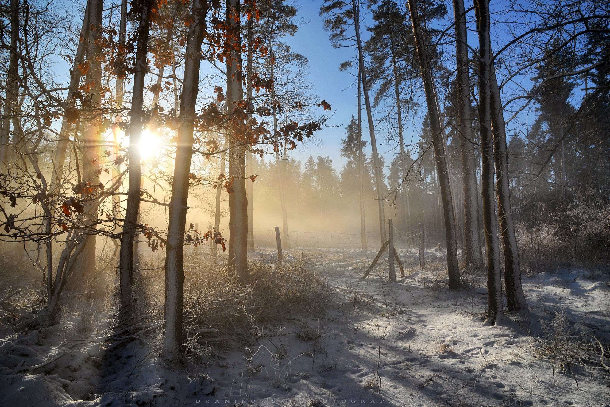 winter light morning snow zima poland mist foggy trees forest sun rays, Radoslaw Dranikowski