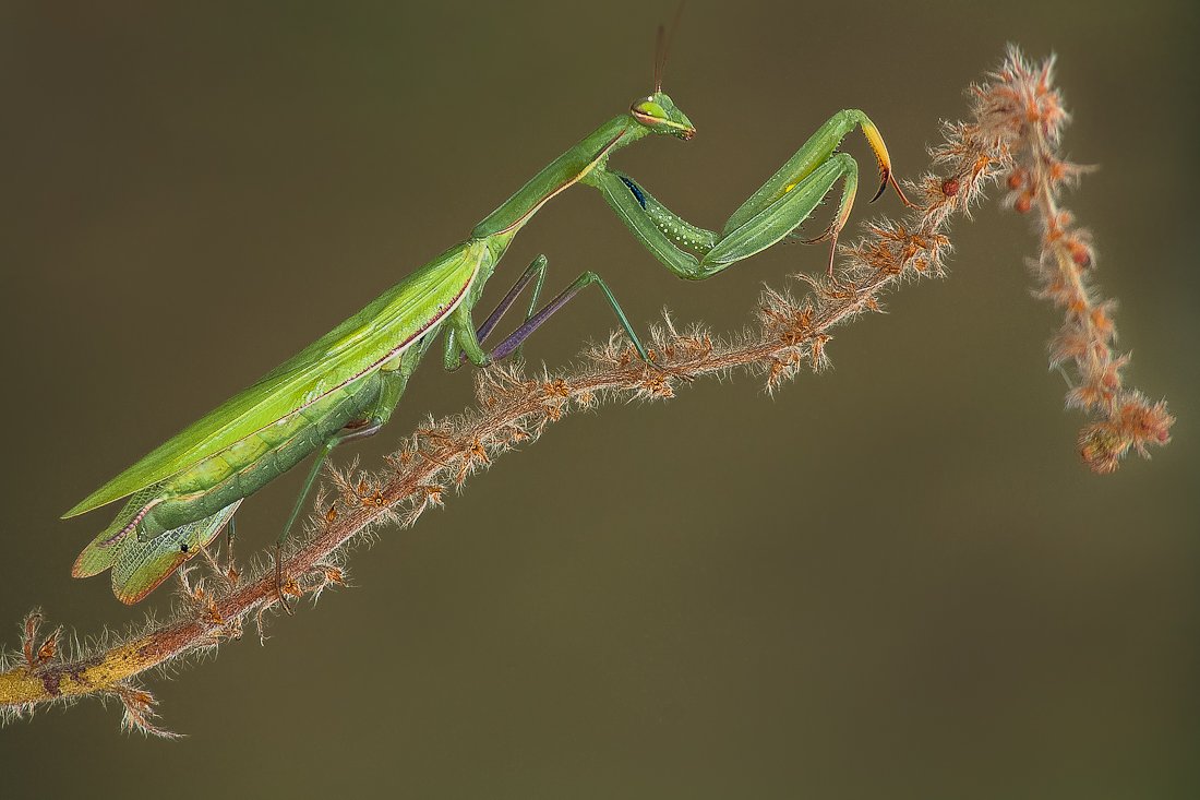 mantis, insect, nature, Gabriel Prescornita