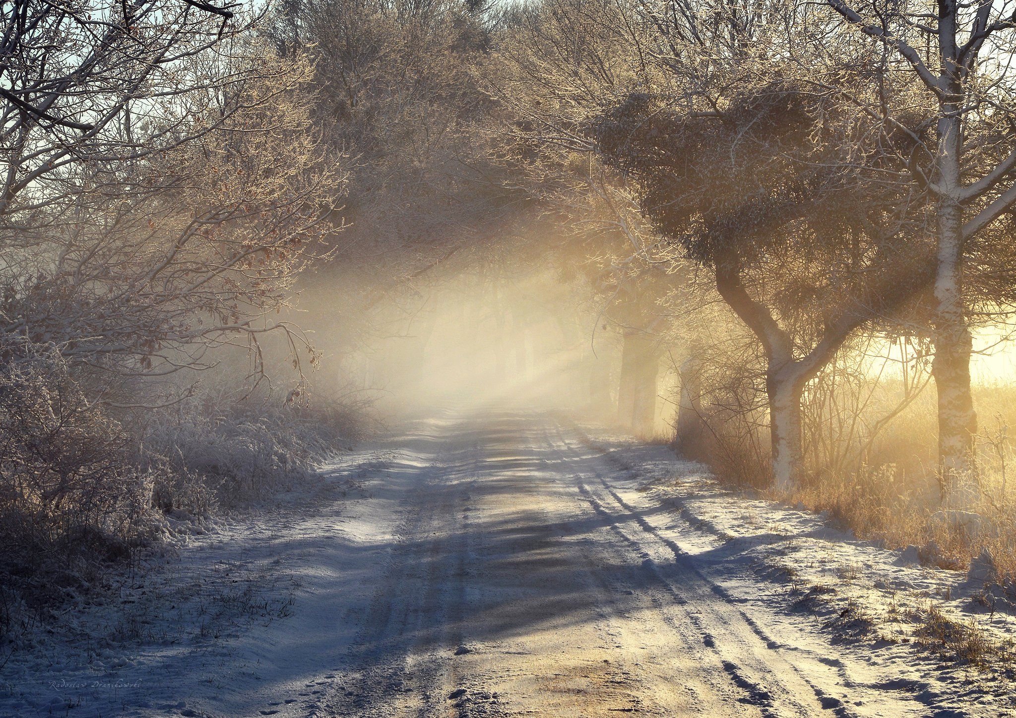 winter light morning snow zima poland mist foggy trees forest sun rays magic, Radoslaw Dranikowski