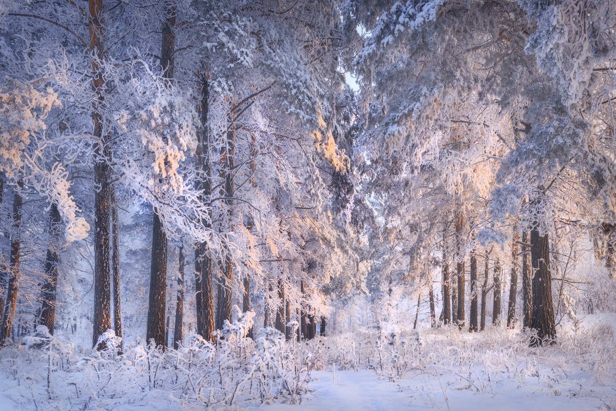лес, зима, мороз, солнце, Марина Огнева