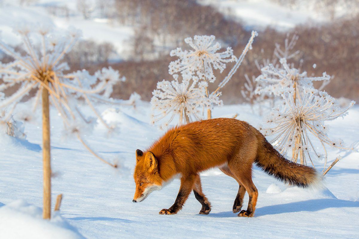 Камчатка, лиса, зима, природа, путешествие, животные, одуванчик, Денис Будьков