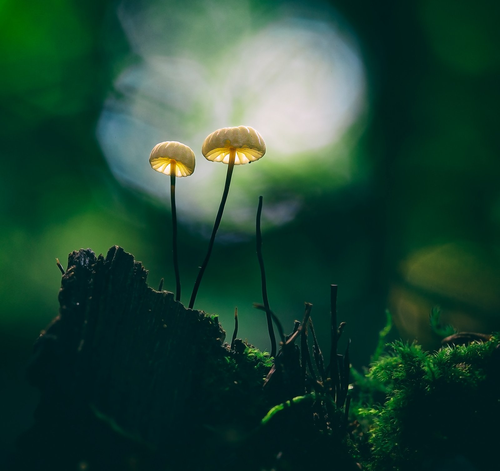 mushroom,mushrooms,nature,forest,macro,fairy,beautiful,close up,, Georgi Georgiev