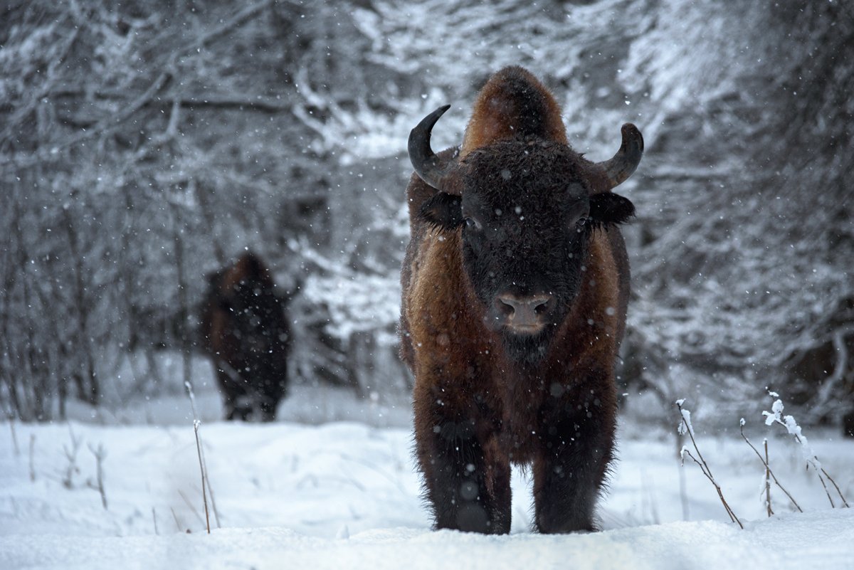 зубр, заповедник, калужские засеки, метель, зима, снег, животные, bison, animal, winter, snow, Игорь Зубков