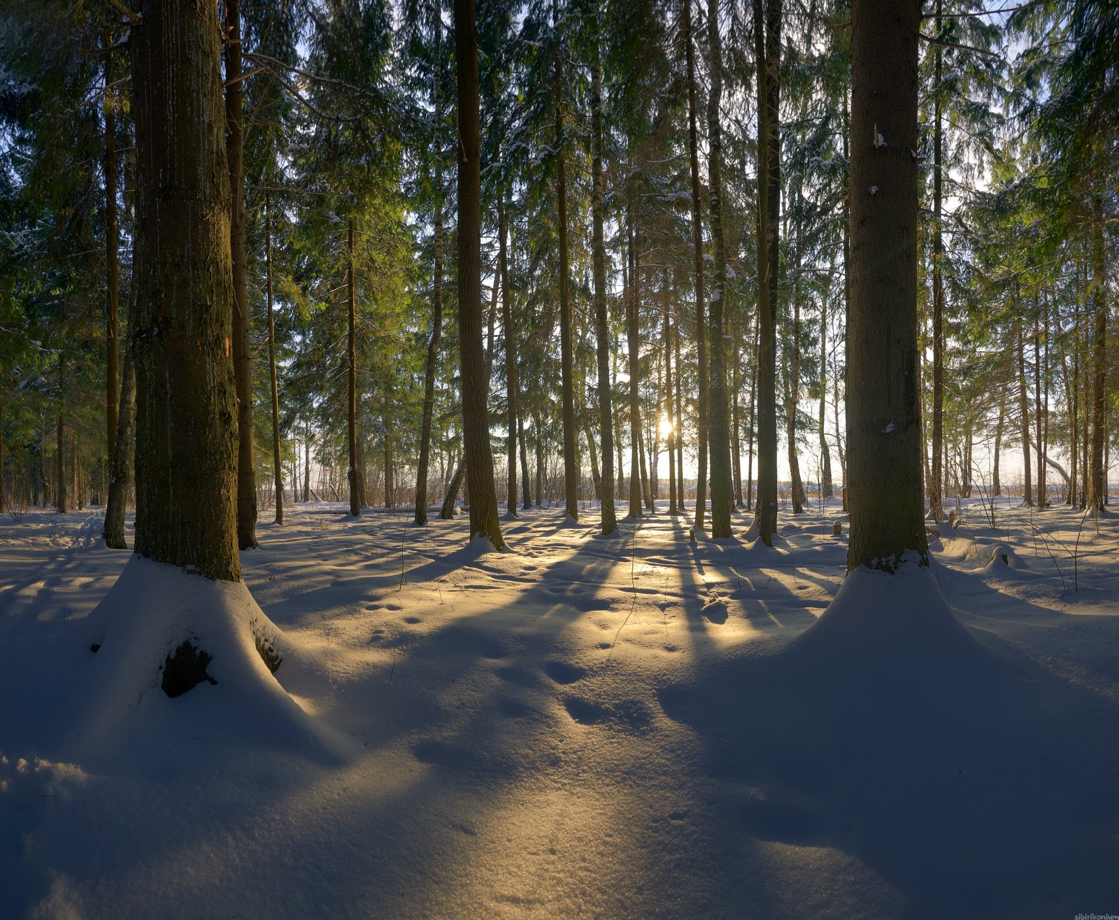 #снег #пейзаж #лес #подмосковье #дерево #закат #вечер #свет #чехов, Морозов Юрий