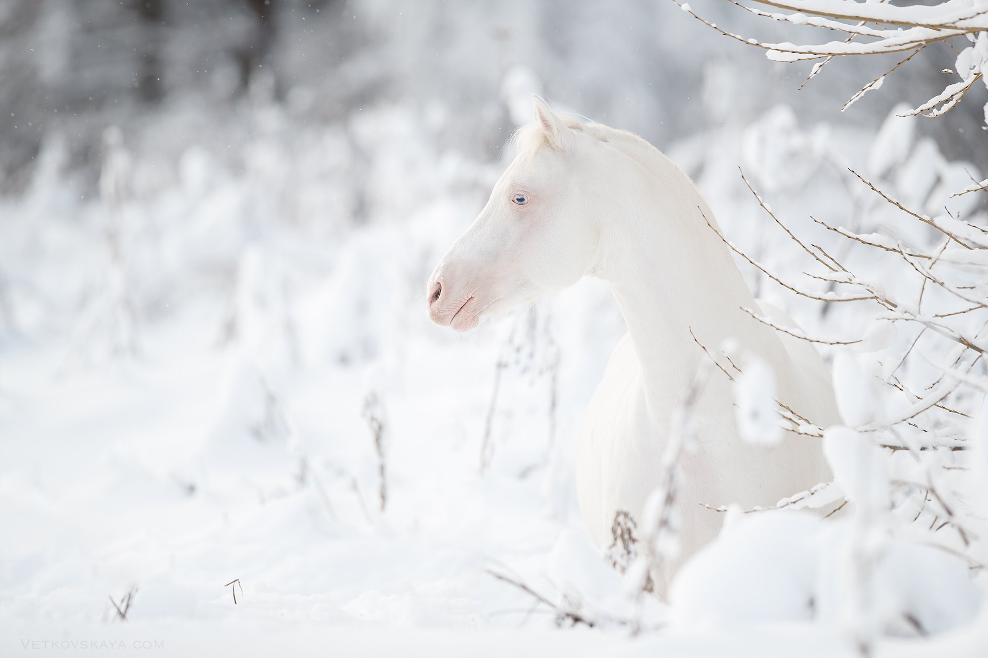 лошадь, зима, снег, белый, пони, Анастасия Ветковская