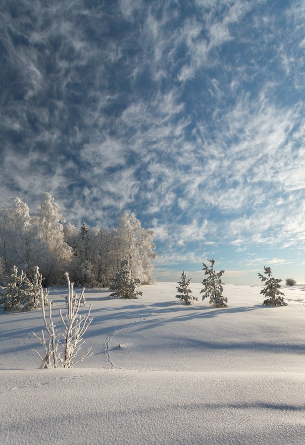 	Поле снег сугробы иней лес облака кружева зима мороз небо, Георгий Машковцев