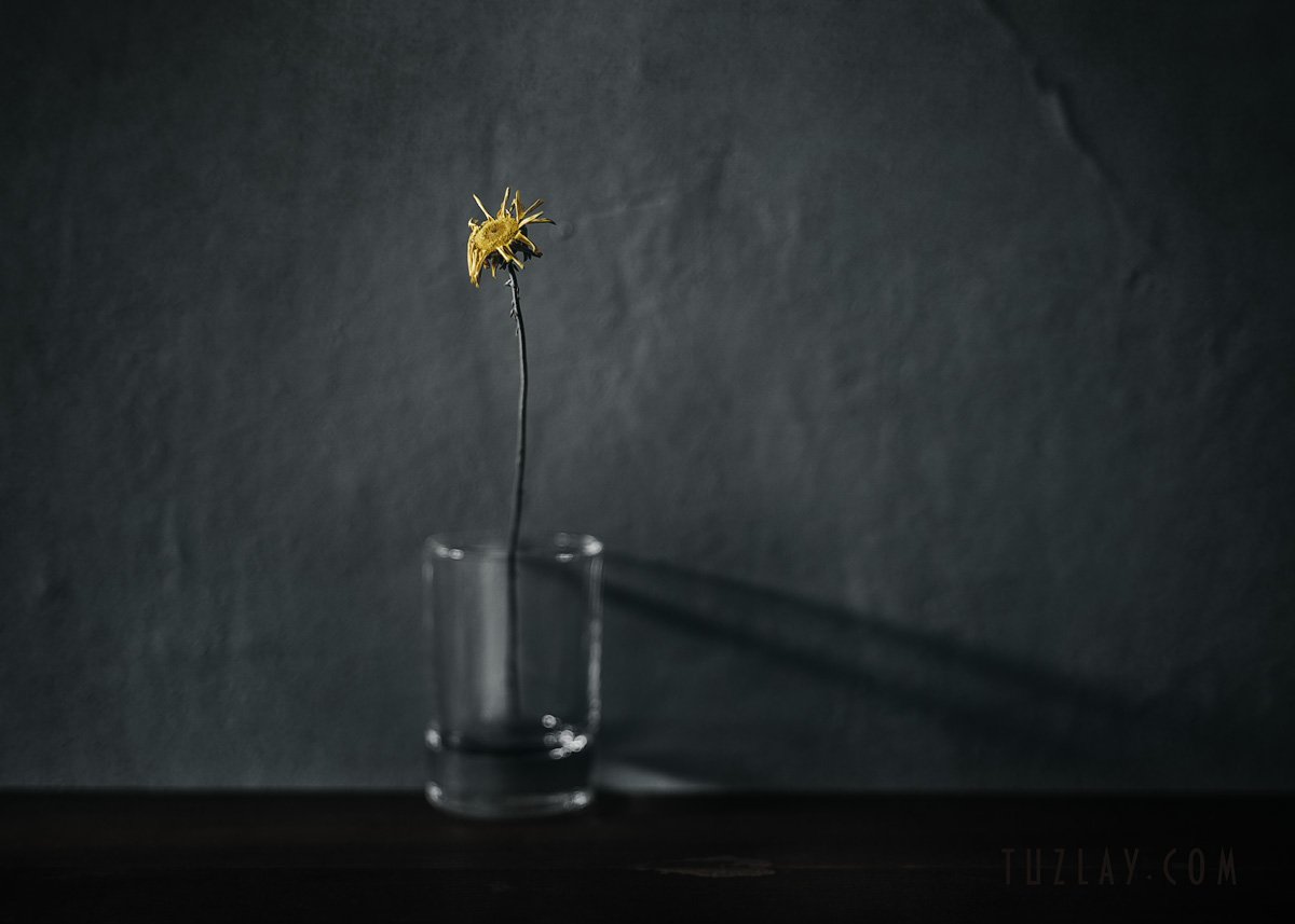 засохшая пупавка, желтая ромашка, цветок в стакане, Владимир Тузлай