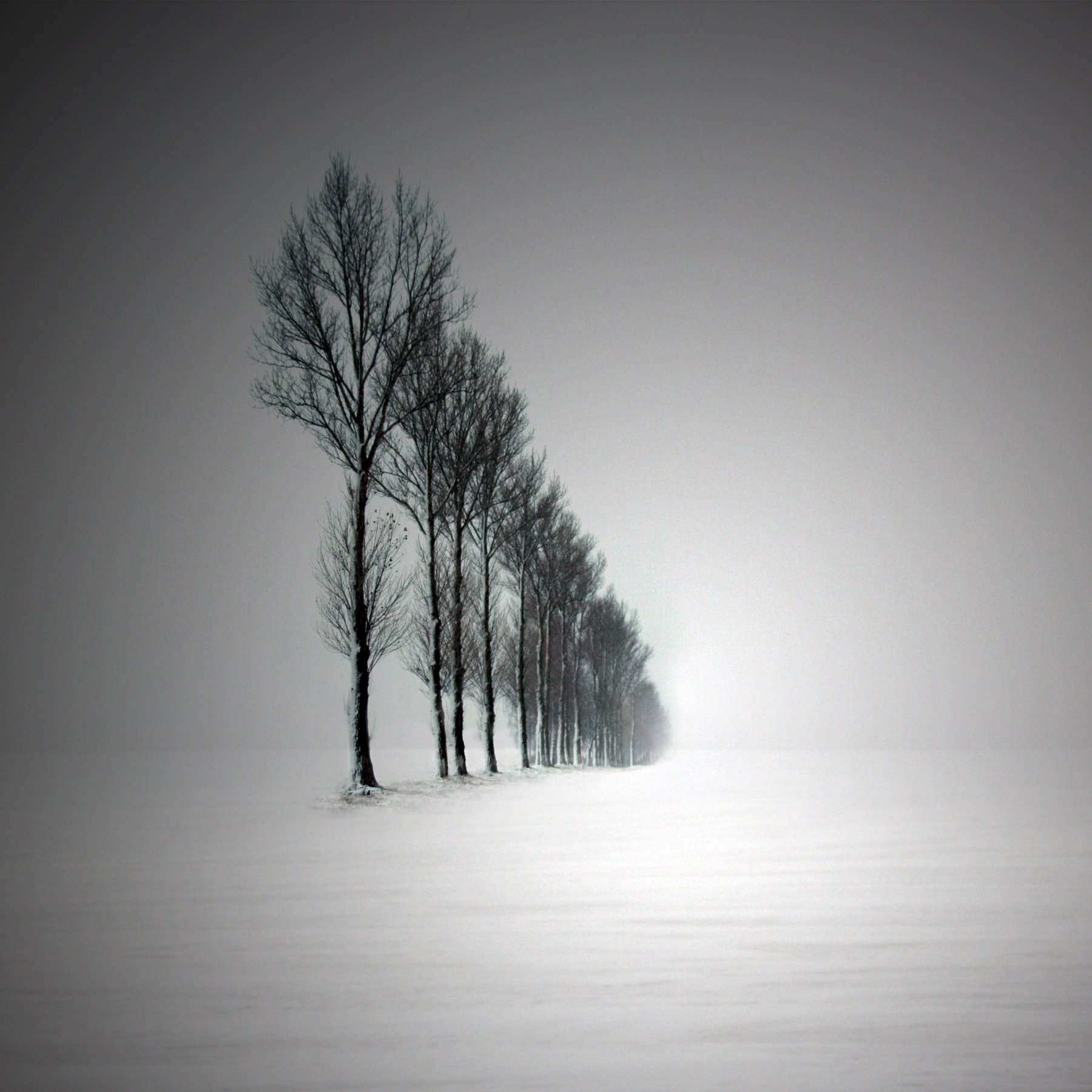 зима дерево, Иванчиков Дмитрий