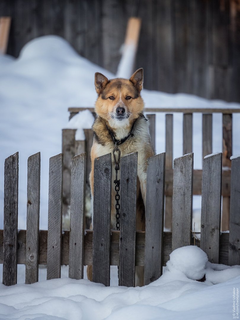 портрет, собака, пёс, забор, зима, снег, деревня, заговоруха, пермский край, Владимир Ушаков