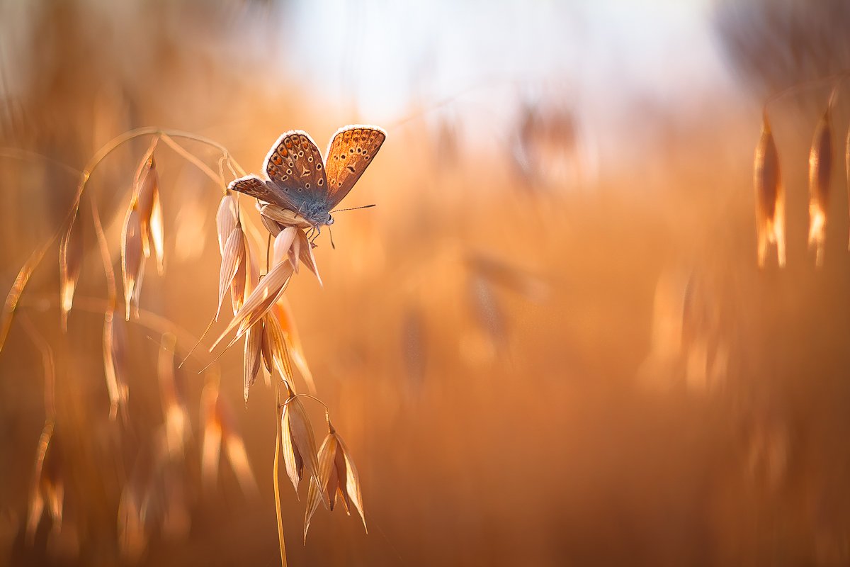 butterfly, nature, summer, Gabriel Prescornita