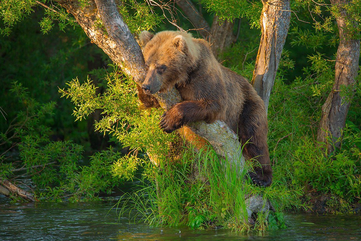 Камчатка, медведь, лето, природа, путешествие, животные, рыбалка, закат, Денис Будьков