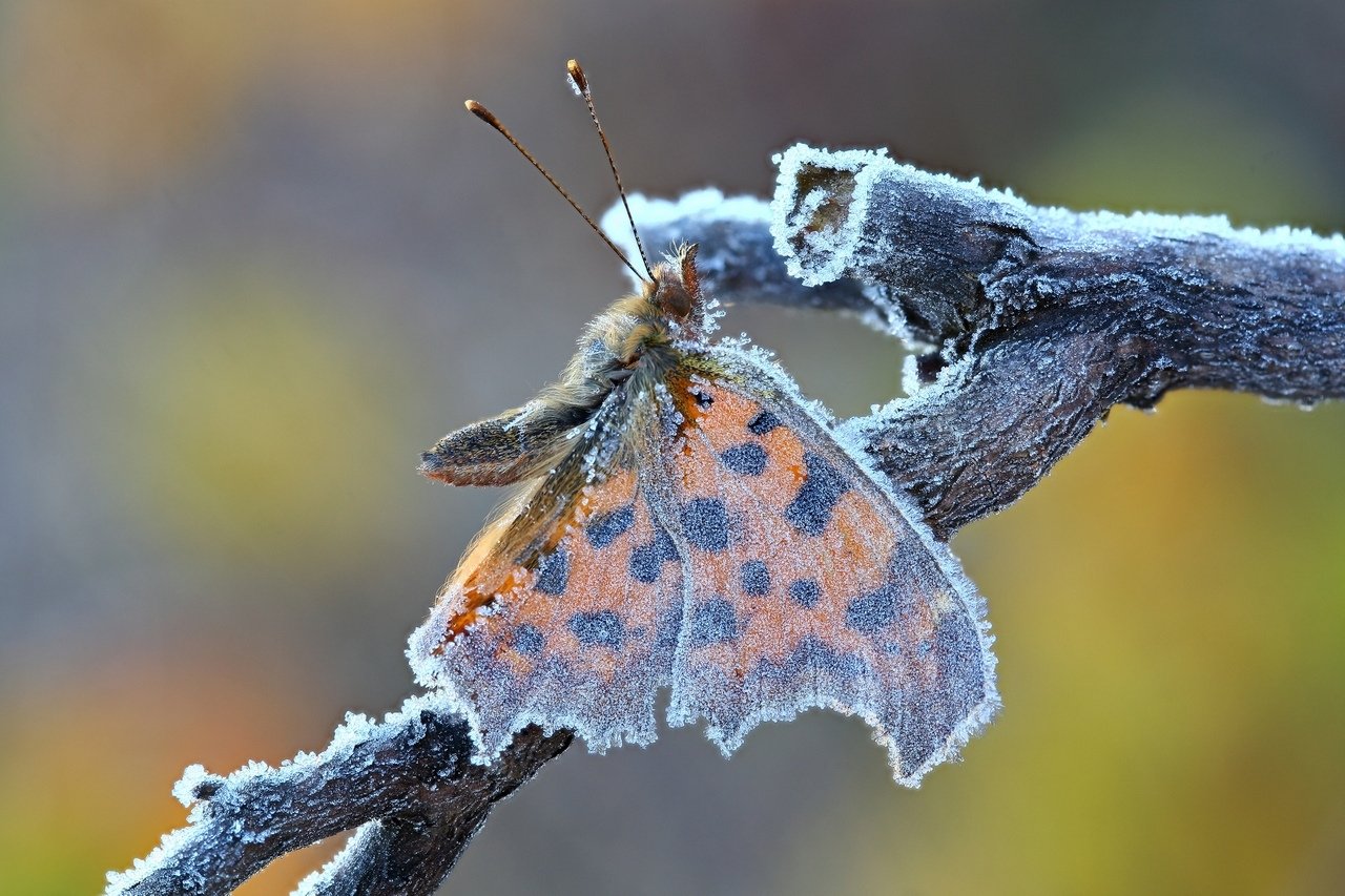 бабочка замерзла в страной позе, Иван Науменко