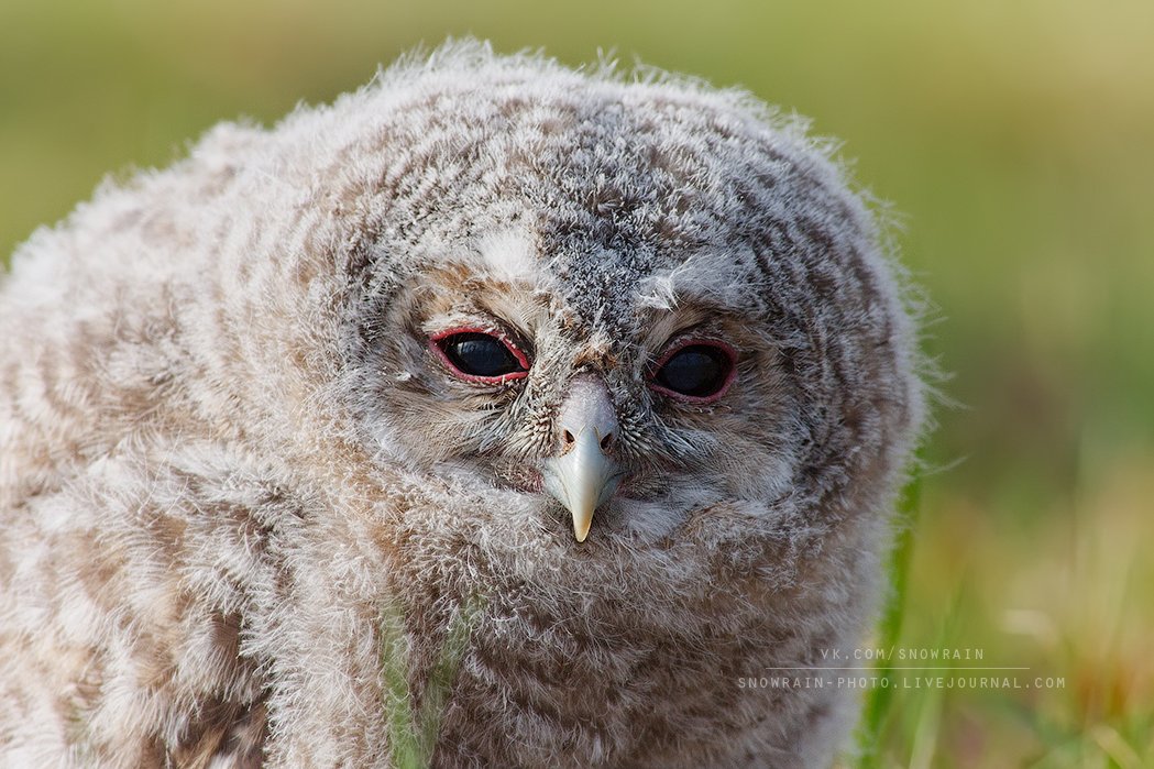 owl, wildlife, wildlife photography, анималистика, сова,птицы, фотоохота, birds, nature, Snowrain