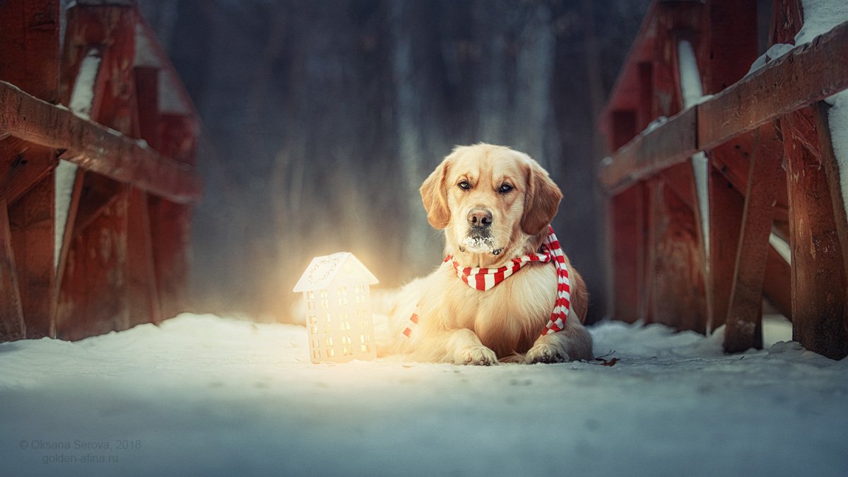 собака, зима, ожидание, свет, снег, мост, Оксана Серова
