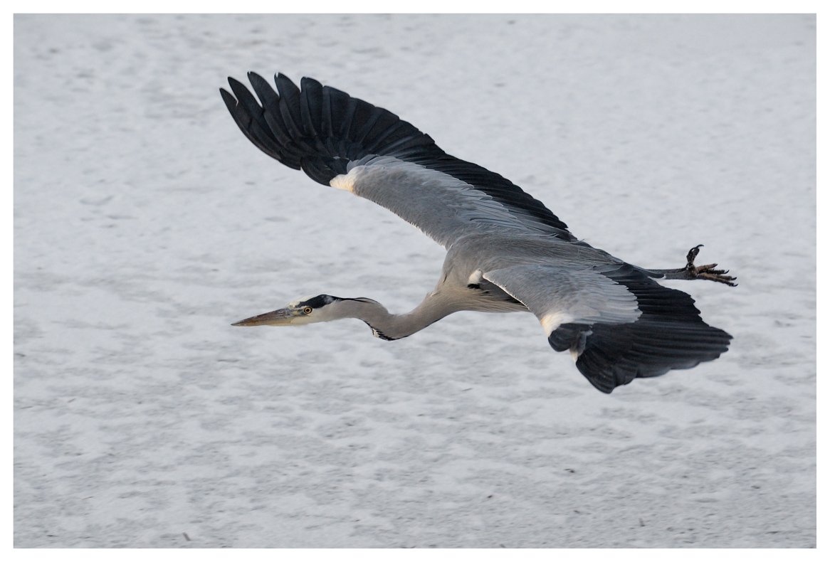 серая цапля, ardea cinerea, action; flight; полет, зима, зимовка, голландия, Наталья Паклина