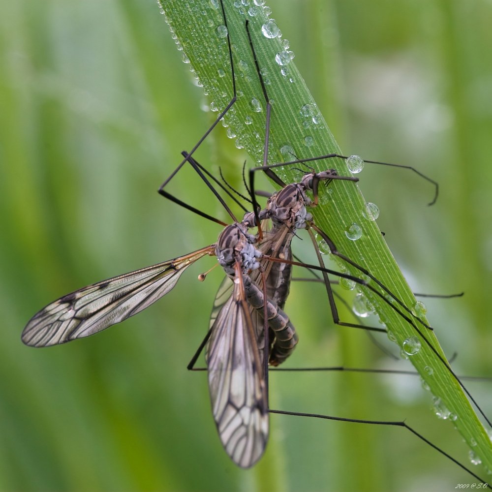 макро,комары-долгоножки,crane fly,die schnaken,tipulidae, Eustignos Sergej